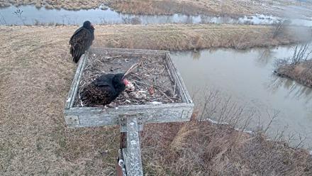 Blackwater Wildlife Refuge Ospreys Live Cam - Jan 3, 2026, 10:37am EST