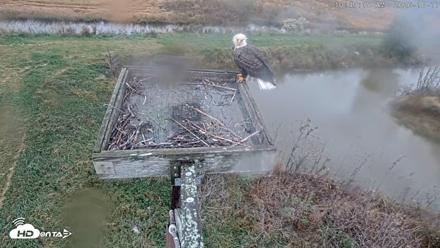 Blackwater Wildlife Refuge Ospreys Live Cam - Oct 17, 2026, 10:50am EDT
