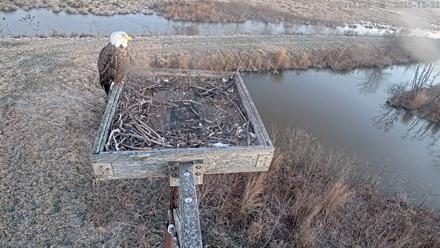 Blackwater Wildlife Refuge Ospreys Live Cam - Dec 22, 2025, 7:16am EST