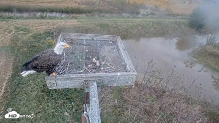 Blackwater Wildlife Refuge Ospreys Live Cam - Oct 10, 2026, 3:26pm EDT