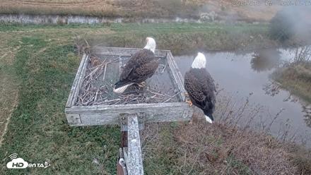 Blackwater Wildlife Refuge Ospreys Live Cam - Oct 15, 2026, 1:55pm EDT