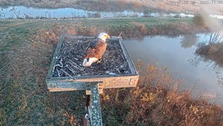 Blackwater Wildlife Refuge Ospreys Live Cam - Nov 5, 2025, 6:48am EST