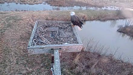 Blackwater Wildlife Refuge Ospreys Live Cam - Dec 27, 2025, 7:19am EST