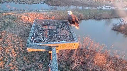 Blackwater Wildlife Refuge Ospreys Live Cam - Dec 27, 2025, 7:28am EST