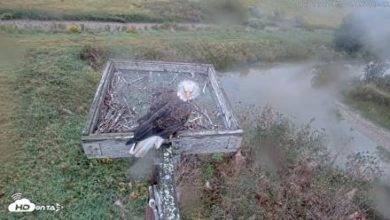 Blackwater Wildlife Refuge Ospreys Live Cam - Sep 22, 2026, 6:01pm EDT