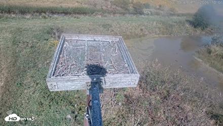 Blackwater Wildlife Refuge Ospreys Live Cam - Oct 1, 2026, 1:32pm EDT