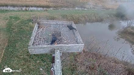 Blackwater Wildlife Refuge Ospreys Live Cam - Oct 15, 2026, 9:37am EDT