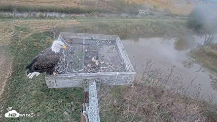 Blackwater Wildlife Refuge Ospreys Live Cam - Oct 10, 2026, 3:24pm EDT