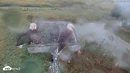 Blackwater Wildlife Refuge Ospreys Live Cam - Sep 22, 2026, 2:13pm EDT