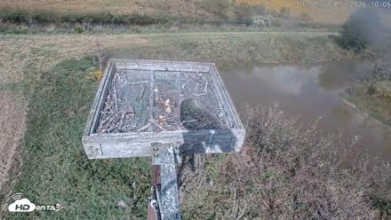 Blackwater Wildlife Refuge Ospreys Live Cam - Oct 5, 2026, 1:53pm EDT