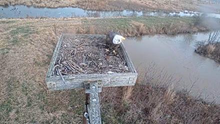 Blackwater Wildlife Refuge Ospreys Live Cam - Dec 10, 2025, 9:32am EST