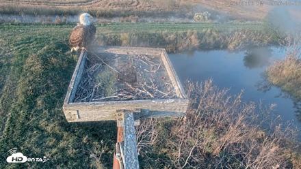 Blackwater Wildlife Refuge Ospreys Live Cam - Oct 16, 2026, 5:41pm EDT