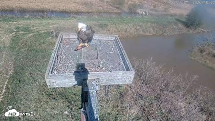 Blackwater Wildlife Refuge Ospreys Live Cam - Oct 20, 2026, 1:07pm EDT