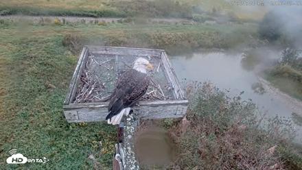 Blackwater Wildlife Refuge Ospreys Live Cam - Sep 22, 2026, 5:40pm EDT