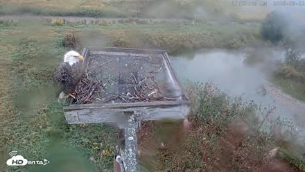 Blackwater Wildlife Refuge Ospreys Live Cam - Sep 22, 2026, 11:54am EDT