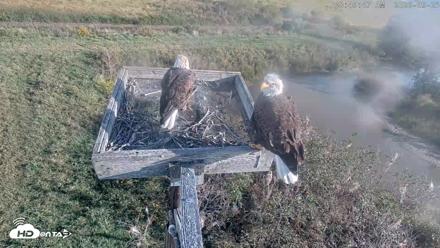 Blackwater Wildlife Refuge Ospreys Live Cam - Sep 25, 2026, 8:50am EDT