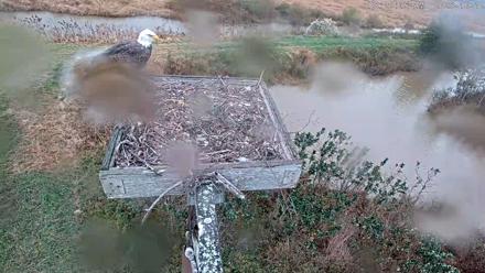 Blackwater Wildlife Refuge Ospreys Live Cam - Oct 12, 2025, 8:26am EDT