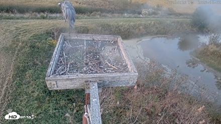 Blackwater Wildlife Refuge Ospreys Live Cam - Oct 2, 2026, 6:35pm EDT