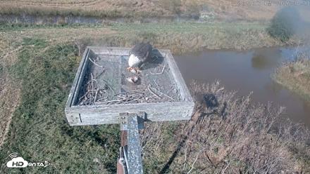 Blackwater Wildlife Refuge Ospreys Live Cam - Oct 13, 2026, 3:23pm EDT