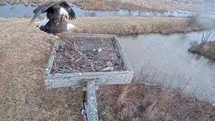Blackwater Wildlife Refuge Ospreys Live Cam - Jan 5, 2026, 9:19am EST
