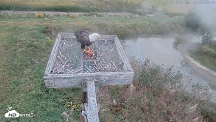 Blackwater Wildlife Refuge Ospreys Live Cam - Sep 21, 2026, 8:13am EDT