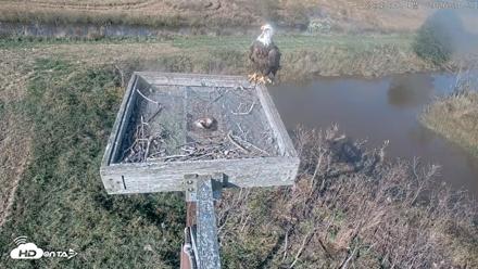 Blackwater Wildlife Refuge Ospreys Live Cam - Oct 13, 2026, 3:43pm EDT