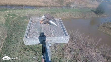 Blackwater Wildlife Refuge Ospreys Live Cam - Oct 20, 2026, 1:08pm EDT