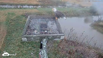Blackwater Wildlife Refuge Ospreys Live Cam - Oct 12, 2026, 8:54am EDT