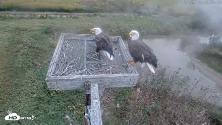 Blackwater Wildlife Refuge Ospreys Live Cam - Sep 26, 2026, 7:12am EDT