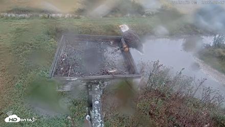 Blackwater Wildlife Refuge Ospreys Live Cam - Sep 27, 2026, 4:29pm EDT