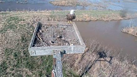 Blackwater Wildlife Refuge Ospreys Live Cam - Mar 22, 2026, 4:06pm EDT