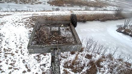 Blackwater Wildlife Refuge Ospreys Live Cam - Feb 4, 2026, 7:22am EST
