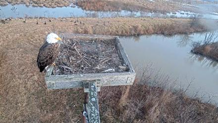 Blackwater Wildlife Refuge Ospreys Live Cam - Jan 9, 2026, 8:59am EST