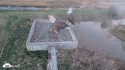 Blackwater Wildlife Refuge Ospreys Live Cam - Oct 21, 2026, 6:22pm EDT
