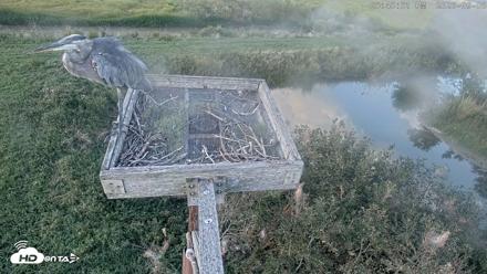 Blackwater Wildlife Refuge Ospreys Live Cam - Sep 6, 2026, 5:49pm EDT