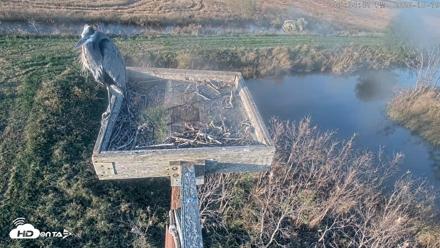 Blackwater Wildlife Refuge Ospreys Live Cam - Oct 19, 2026, 5:35pm EDT