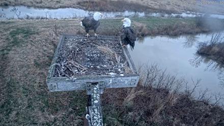 Blackwater Wildlife Refuge Ospreys Live Cam - Nov 30, 2025, 4:56pm EST