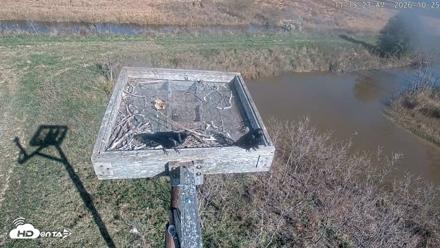 Blackwater Wildlife Refuge Ospreys Live Cam - Oct 25, 2026, 11:16am EDT
