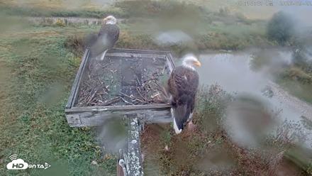 Blackwater Wildlife Refuge Ospreys Live Cam - Sep 22, 2026, 3:15pm EDT