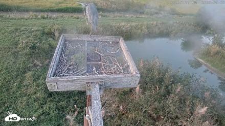 Blackwater Wildlife Refuge Ospreys Live Cam - Sep 8, 2026, 6:35pm EDT