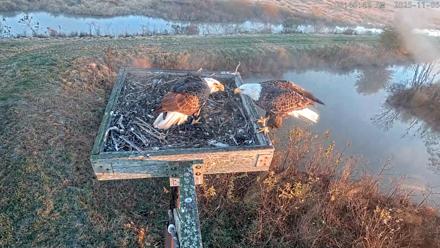 Blackwater Wildlife Refuge Ospreys Live Cam - Nov 5, 2025, 6:49am EST