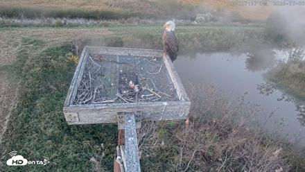 Blackwater Wildlife Refuge Ospreys Live Cam - Oct 8, 2026, 6:37pm EDT