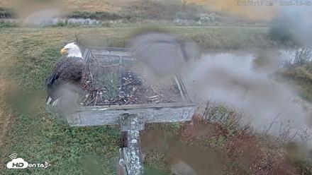 Blackwater Wildlife Refuge Ospreys Live Cam - Oct 3, 2026, 10:57am EDT