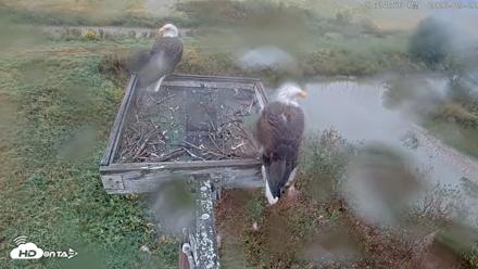Blackwater Wildlife Refuge Ospreys Live Cam - Sep 22, 2026, 3:15pm EDT
