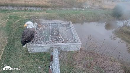 Blackwater Wildlife Refuge Ospreys Live Cam - Oct 15, 2026, 3:57pm EDT