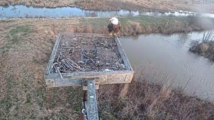 Blackwater Wildlife Refuge Ospreys Live Cam - Dec 10, 2025, 7:29am EST