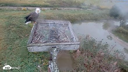 Blackwater Wildlife Refuge Ospreys Live Cam - Sep 22, 2026, 5:24pm EDT