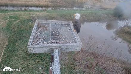 Blackwater Wildlife Refuge Ospreys Live Cam - Oct 15, 2026, 4:33pm EDT