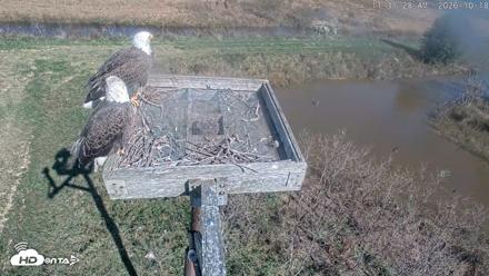 Blackwater Wildlife Refuge Ospreys Live Cam - Oct 18, 2026, 11:32am EDT