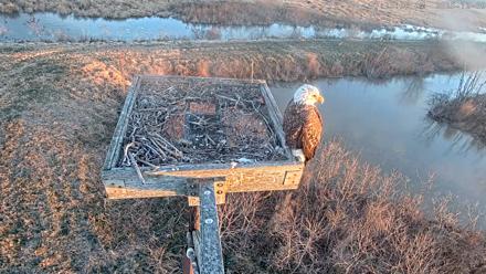 Blackwater Wildlife Refuge Ospreys Live Cam - Dec 9, 2025, 7:23am EST